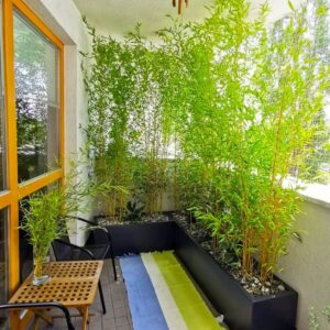 Cây Trúc quân tử cung cấp sỉ, số lượng lớn, công trình, và thi công trồng cây 1 Chậu cây trúc quân tử trồng ban công